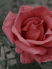 알파드 블랙 드림