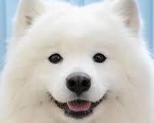 우리 숙소엔 사모예드가 산다