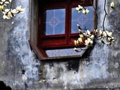 애월화 (愛月花) 8.