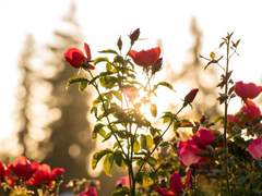 紅梅開內望之乾