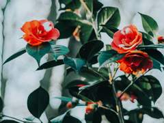 영웅이었던 마녀. 영예롭지 못한 이야기.