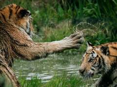 [도리벤\bl]peach★purple Rindo8