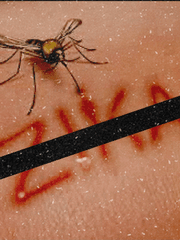 '지카-42' : 제3의 서울