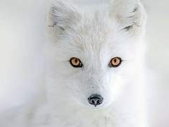 쿠키런 킹덤- 구미호 설화 上