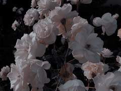 N극을 사랑한 N극