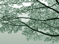 에브게니아 다프네/28/일반시민