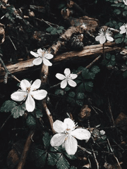 소다 라피스 클로리스