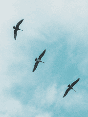 세이모어 에버렛