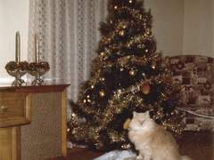 홀리데이 흡혈귀