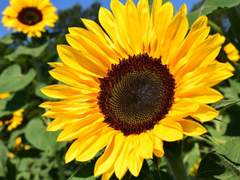 [조인송연] Wheel of Fortune