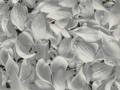 영원한 휴식의 땅