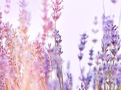 보라빛 눈의 길 위로 피어난 라벤더