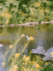 일기에 가까운,