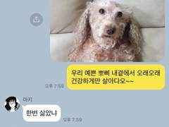 주술회전 드림 카톡 카피페 51
