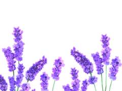 라벤더 브러쉬 (브러쉬+PNG)