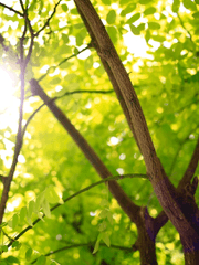 숲 속의 기묘한 동거일기