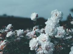 Der Moment, in dem Ihr Duft auf meiner Seite bleibt.