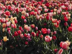 붉은 튤립을 받고 싶어.