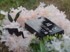 한 여름밤의 꿈