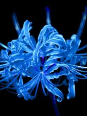 푸른피안화와 오만