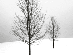 우정과 벚꽃은 언젠가 진다. 上