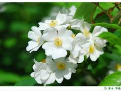 찔레나무/이도은