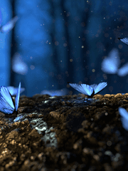 메르헨 T. 루시드