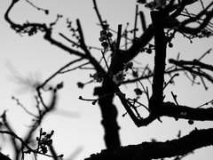 매화, 뿌리내리다