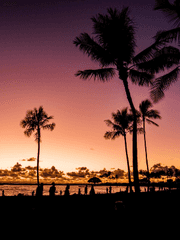 카페 '와이키키'