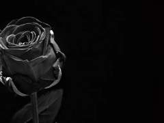 테오도르 프로필