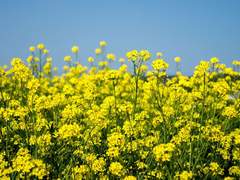 Reply : Flower Waltz