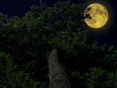 26. 만월의 마음