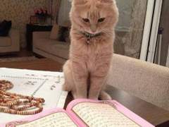 고양이가 있는 풍경/이도은