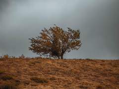 [GC] 루퍼엘리 - 고향