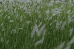 [우부] Lovelorn; 사랑에 우는