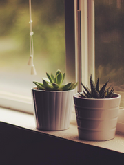 └  마음의 방 (년운녤/핓클년)