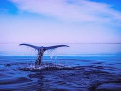 리 샤오메이李 小梅 고등 프로필