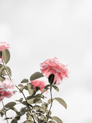 殺身成仁-愛之重之