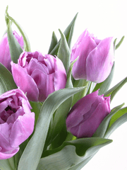 보랏빛 튤립의 사람