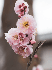 꽃은 지지 않는다.