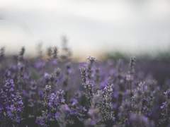 Discret parfum de lavande