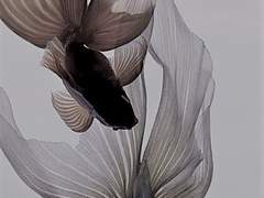 금붕어 익사사건