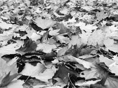 Fides Acédĭa Agnus