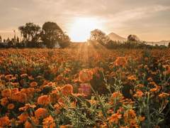 dream within a dream