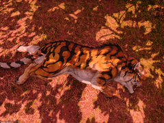 [A Pisaca’s Purpose] [피샤차의 비늘]