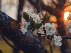 눈 속에 피어난 梅花