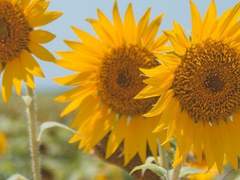 무기바야시 나나이/18/XY