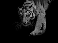 [중혁독자] 귀왕(鬼王) 05