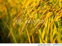 벼는 익을수록 고개를 숙인다 던데