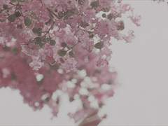 백야 연려 I XX I 매화